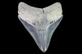 Serrated, Megalodon Tooth - Georgia #72824-1